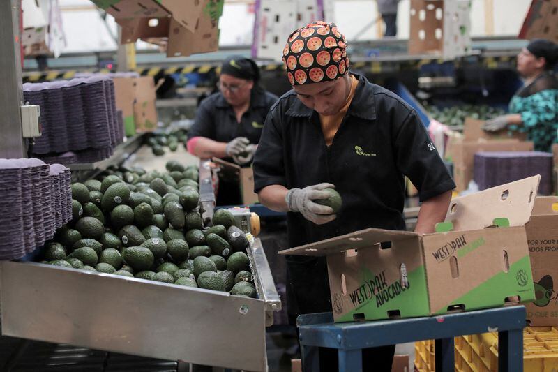 Las exportaciones de aguacate mexicano a Estados Unidos crecerán un 11% en 2026, superando históricamente las cifras reportadas en temporadas anteriores. REUTERS/Ivan Arias/Foto de archivo