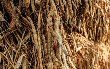 La sequía provocó en Honduras la pérdida de 8.772 hectáreas de maíz y 3.080 hectáreas de frijol rojo durante el primer ciclo agrícola de 2026. Crédito: TRP Lab