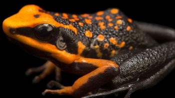 Más de 620 especies de ranas convierten al Perú en uno de los países más biodiversos del mundo. (Foto: Agencia Andina)