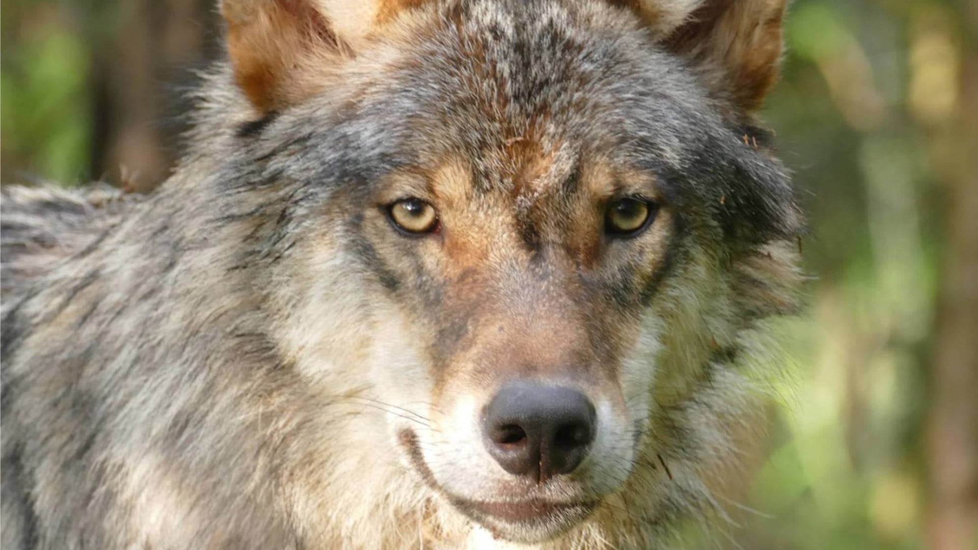Una niña de 8 años resultó gravemente herida tras ser atacada por al menos un lobo en un zoológico alemán