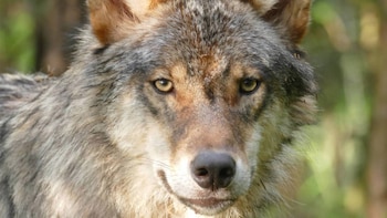 Una niña de 8 años resultó gravemente herida tras ser atacada por al menos un lobo en un zoológico alemán