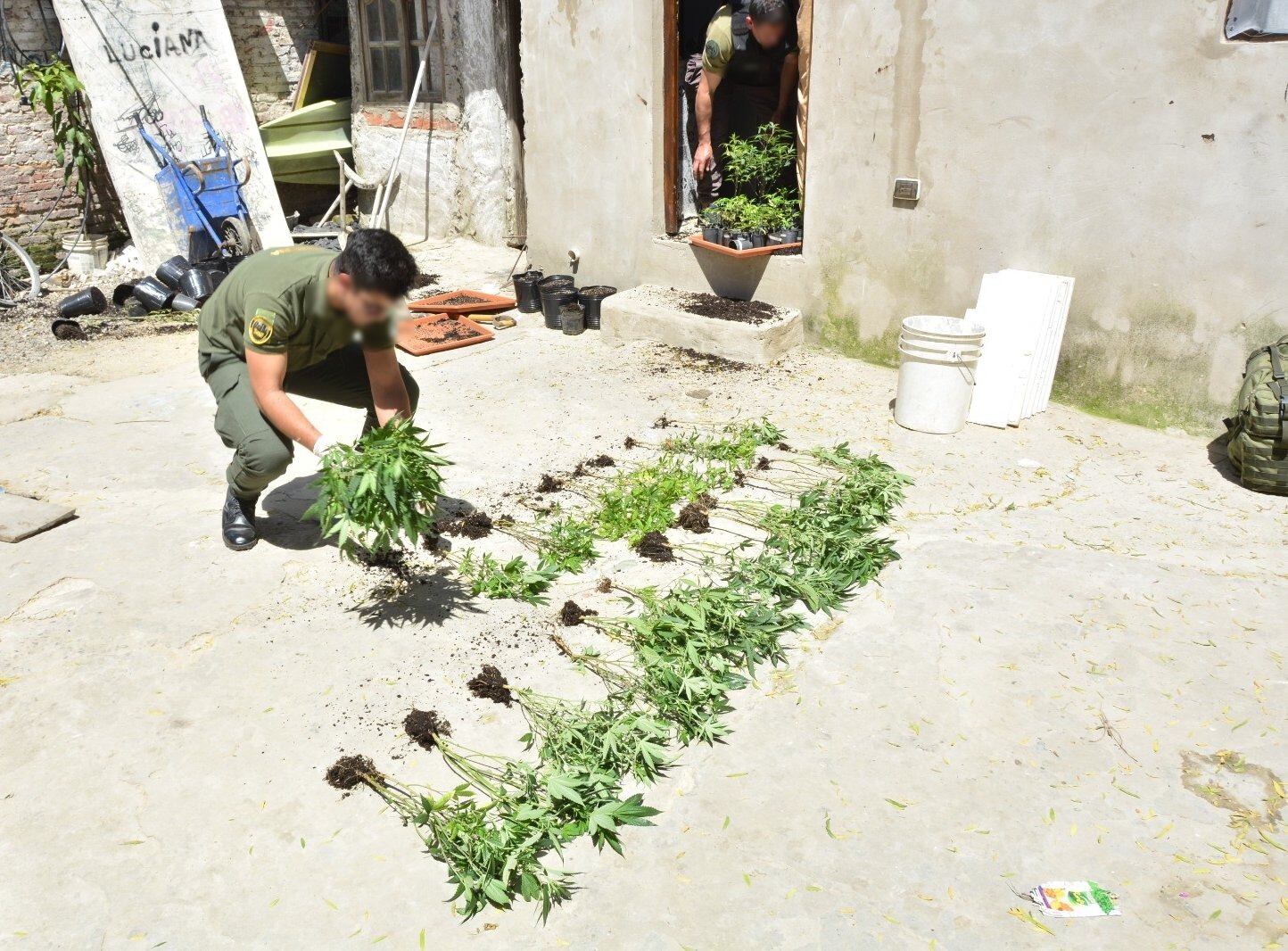 Las plantas de marihuana incautadas