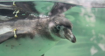 Omnilife apoya el recinto de los pingüinos desde 2024 en una alianza con el Zoológico La Aurora centrada en bienestar animal y educación para la conservación.
