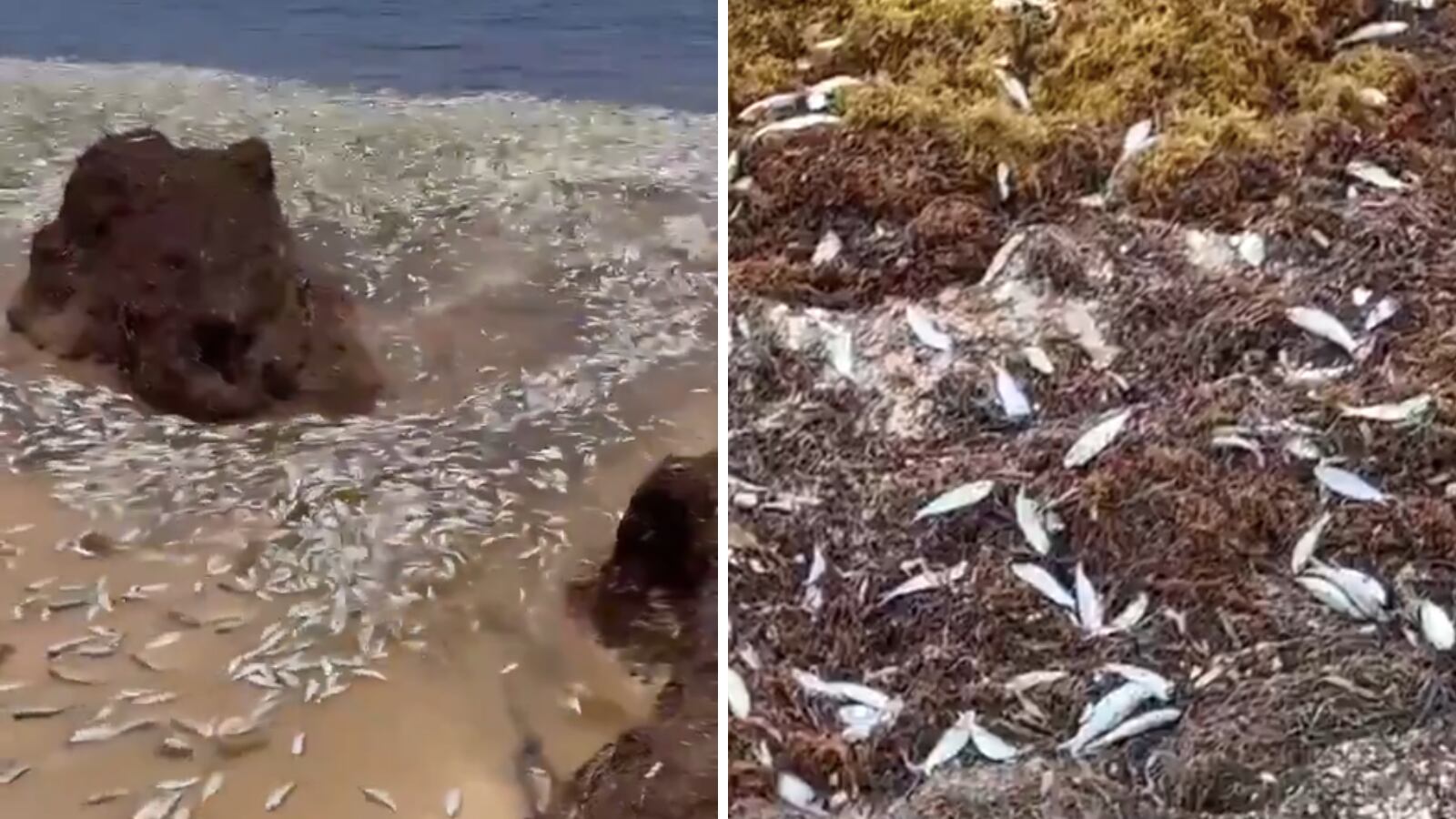 Hayan peces muertos en Puerto Morelos, Quintana Roo: esta sería la causa