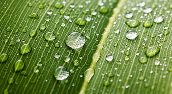 Primer plano de una hoja de planta verde intensa con múltiples gotas de agua esféricas, que se asientan sobre las venas de la hoja y reflejan la luz.