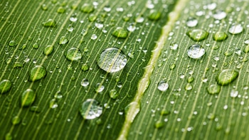 Una membrana inspirada en las hojas podría revolucionar la captura de dióxido de carbono