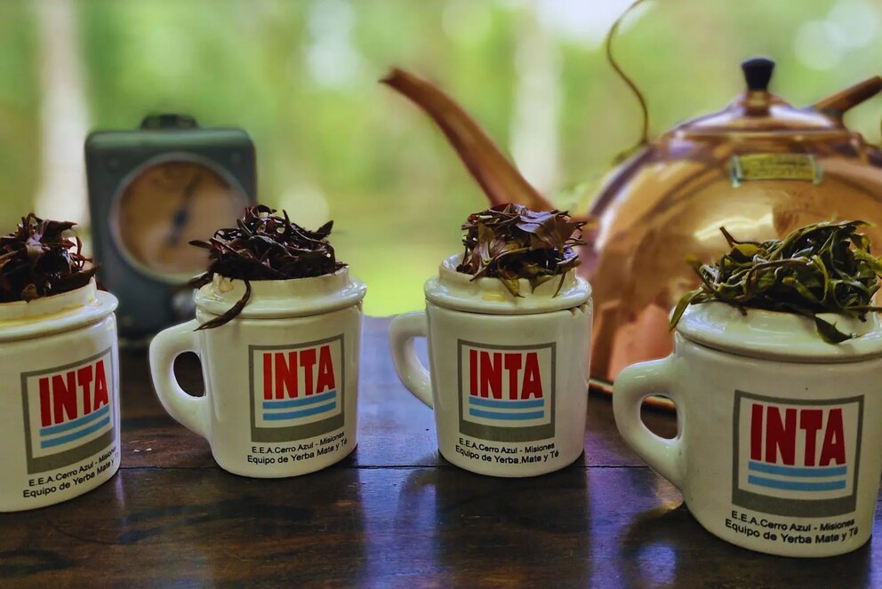 Té argentino con identidad misionera: reconocimiento internacional y proyección global