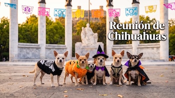 Reunión temática de chihuahuas en el Bosque de Chapultepec: todo sobre la caminata colectiva y el picnic programado por la comunidad Chiwinity de la CDMX