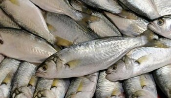 lorna - pescado - pesca