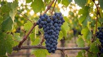 Un racimo de uvas oscuras cuelga de una rama entre hojas verdes de vid en un viñedo con fondo desenfocado.