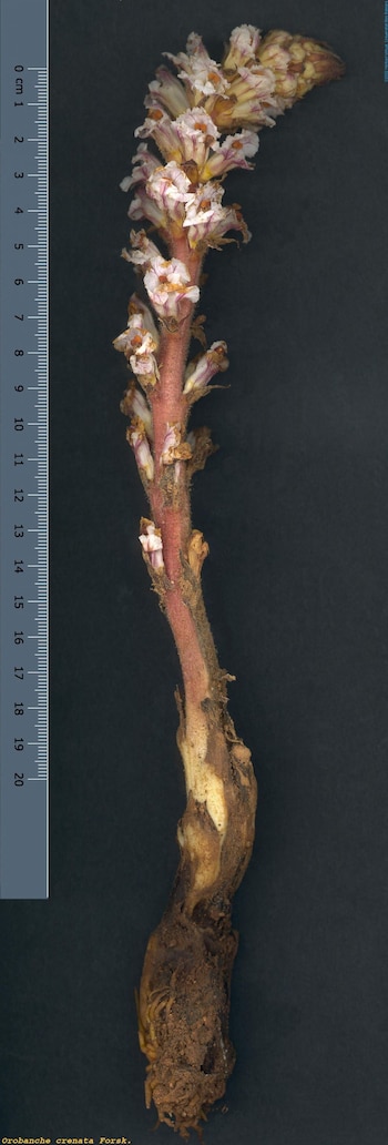 Una Orobanche crenata en tamaño real (Herbari Virtual)