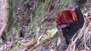 Ocho años de cárcel y