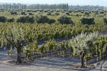 El único aspecto diferencial en