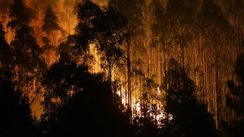Este árbol abundante en el norte de España favorece la propagación del fuego en los incendios forestales