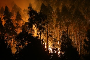 Árboles de eucalipto arden durante el incendio, a 12 de octubre de 2023, en Vidal, Trabada, Lugo. (Carlos Castro / Europa Press)