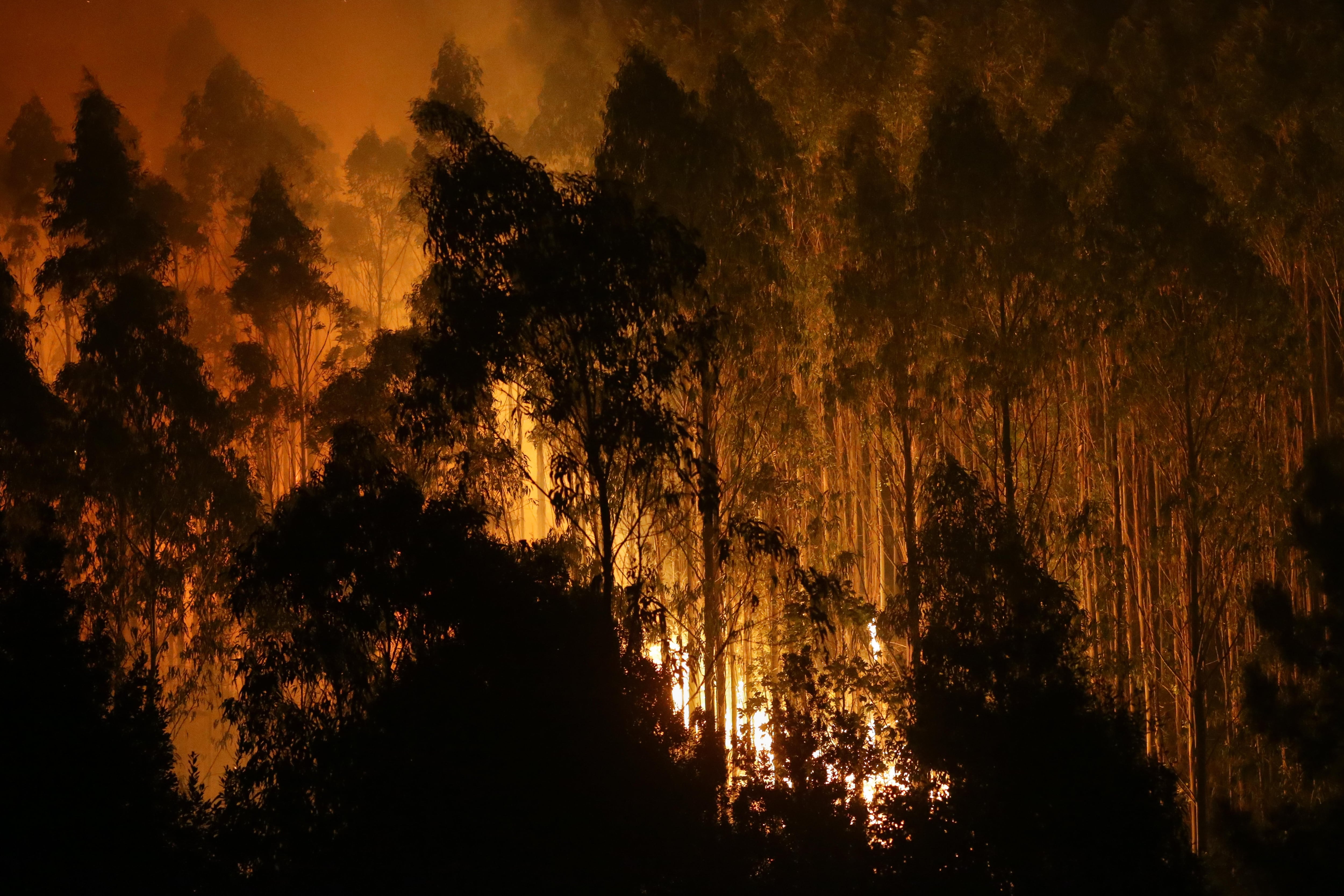 Este árbol abundante en el norte de España favorece la propagación del fuego en los incendios forestales