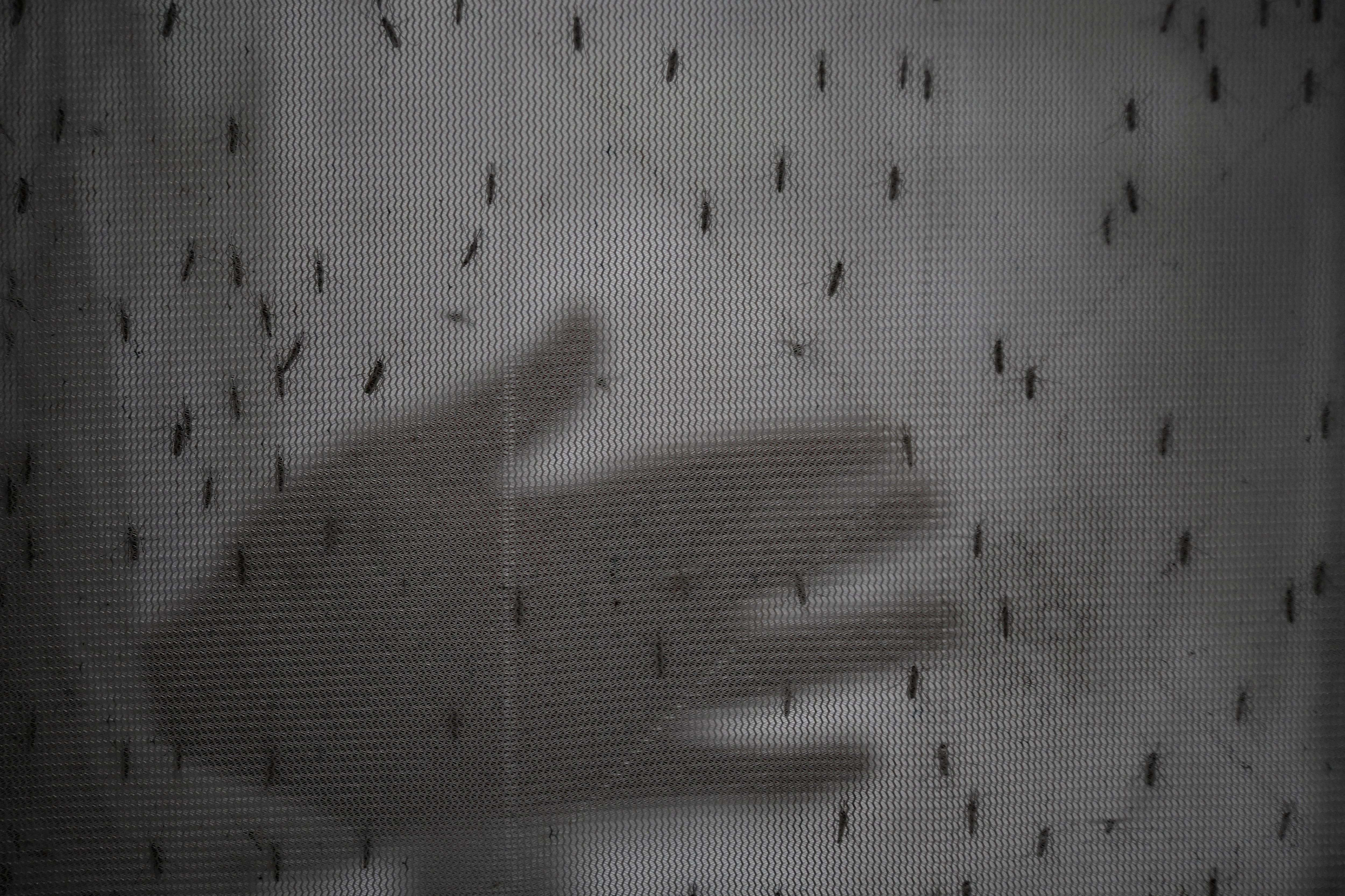 El aumento de casos sospechosos de dengue en Cuba generó alarma mientras el Ministerio de Salud Pública no difundió cifras actualizadas del brote. (REUTERS/Fatima Tuj Johora/File Photo)