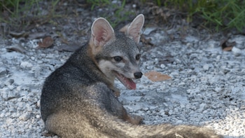 Reapareció un zorro en peligro crítico de extinción en México tras más de 20 años sin registros