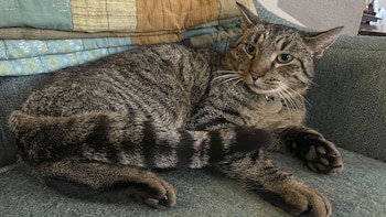 La odisea de un gato: