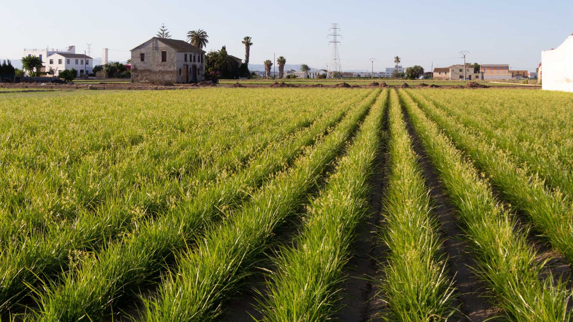 Meliana está rodeada del precioso paisaje de huerta de la comarca de L’Horta Nord. (Turismo Comunitat Valenciana)
