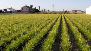 Meliana está rodeada del precioso paisaje de huerta de la comarca de L’Horta Nord (Turismo Comunitat Valenciana)