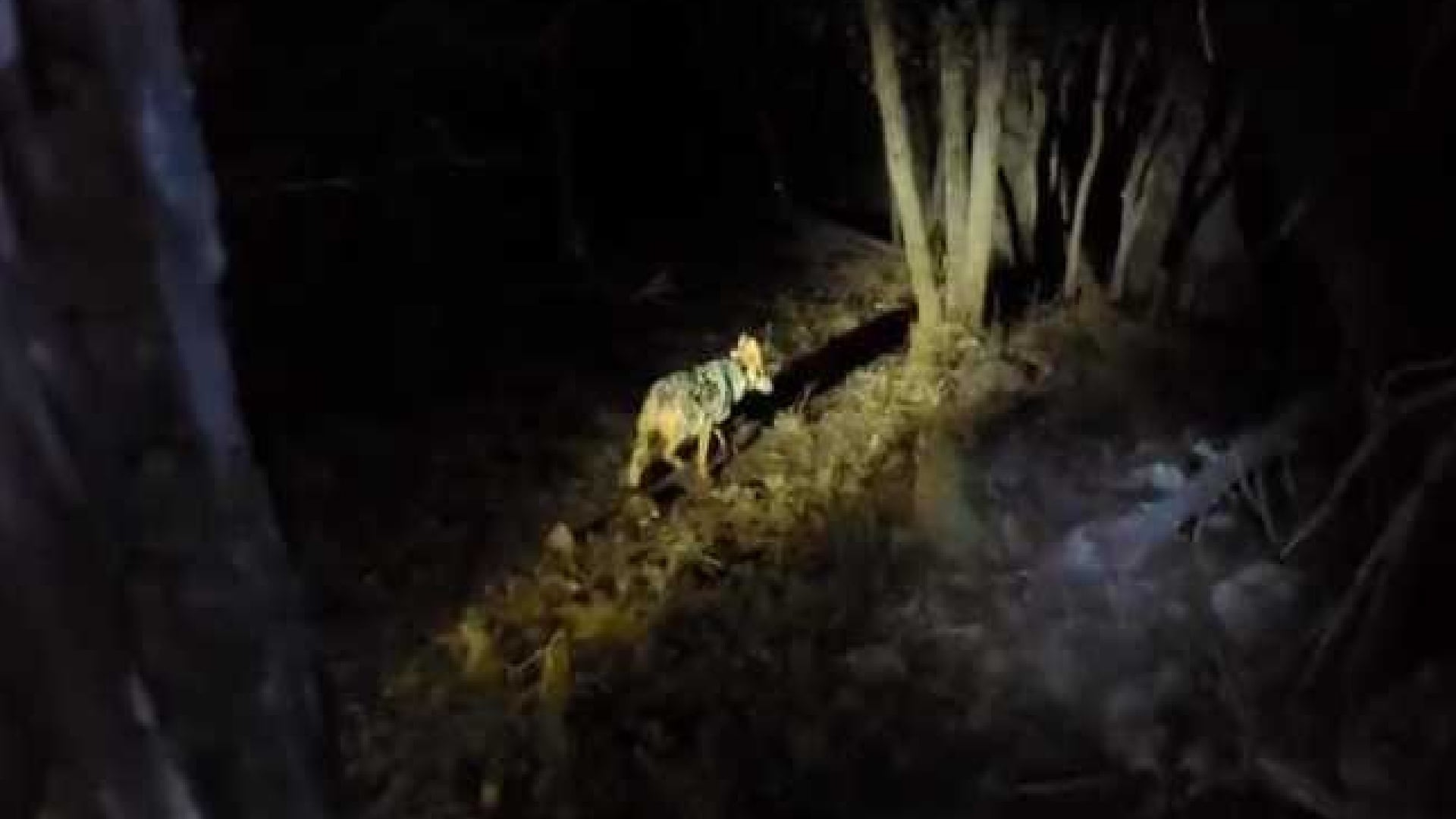 Lobo mexicano Conanp