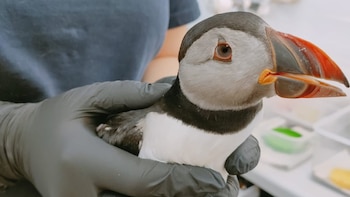 Encuentran un frailecillo atlántico en Tarragona: un pájaro marino muy inusual en esta costa