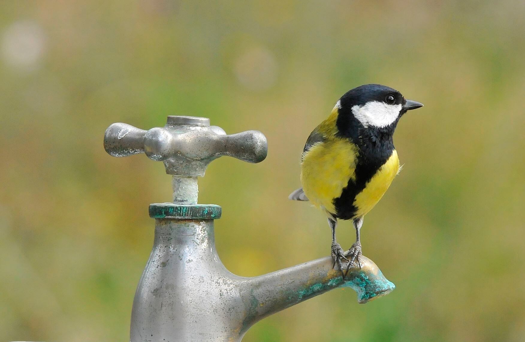 Los carboneros usaron su visión para recordar ubicaciones de alimento escondido sin moverse hasta el lugar EFE/Foto cedida