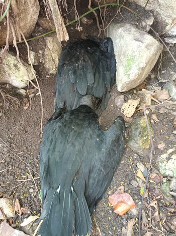 Las autoridades informaron que no se detectaron contagios de influenza aviar en aves domésticas, granjas avícolas ni explotaciones comerciales.