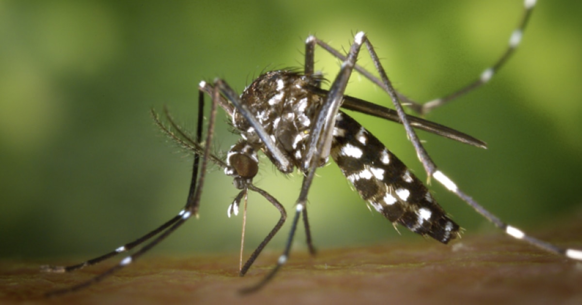 ALERTA CHIKUNGUNYA: Aumentan los casos en Tucumán y el país