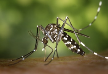 El virus chikungunya es una