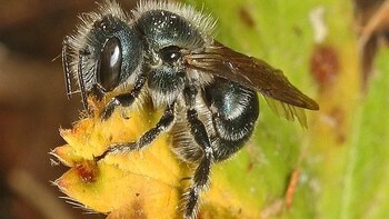 El proyecto Pollinator Port impulsa