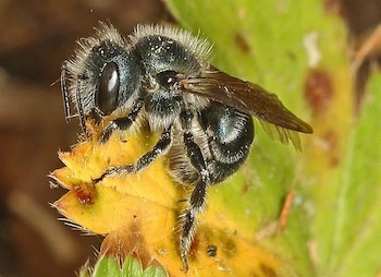 Expertos del INTA aseguran que