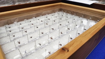 Biofertilizante ecológico hecho con hormigas arrieras: innovación sustentable de estudiantes universitarios
