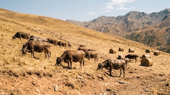 Vacas en una ladera de montaña con terreno árido, hierba seca y fardos de paja dispersos.