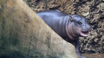 Mikolas, el hipopótamo pigmeo nació