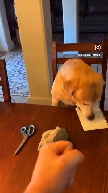 El dueño entrenó a su