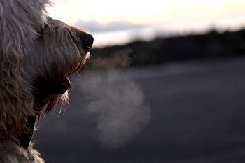 La mejor manera de proteger