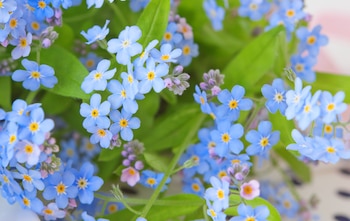 Myosotis Sylvatica