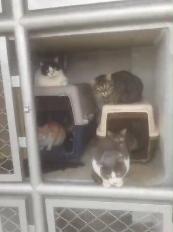 Los animales estarían en malas