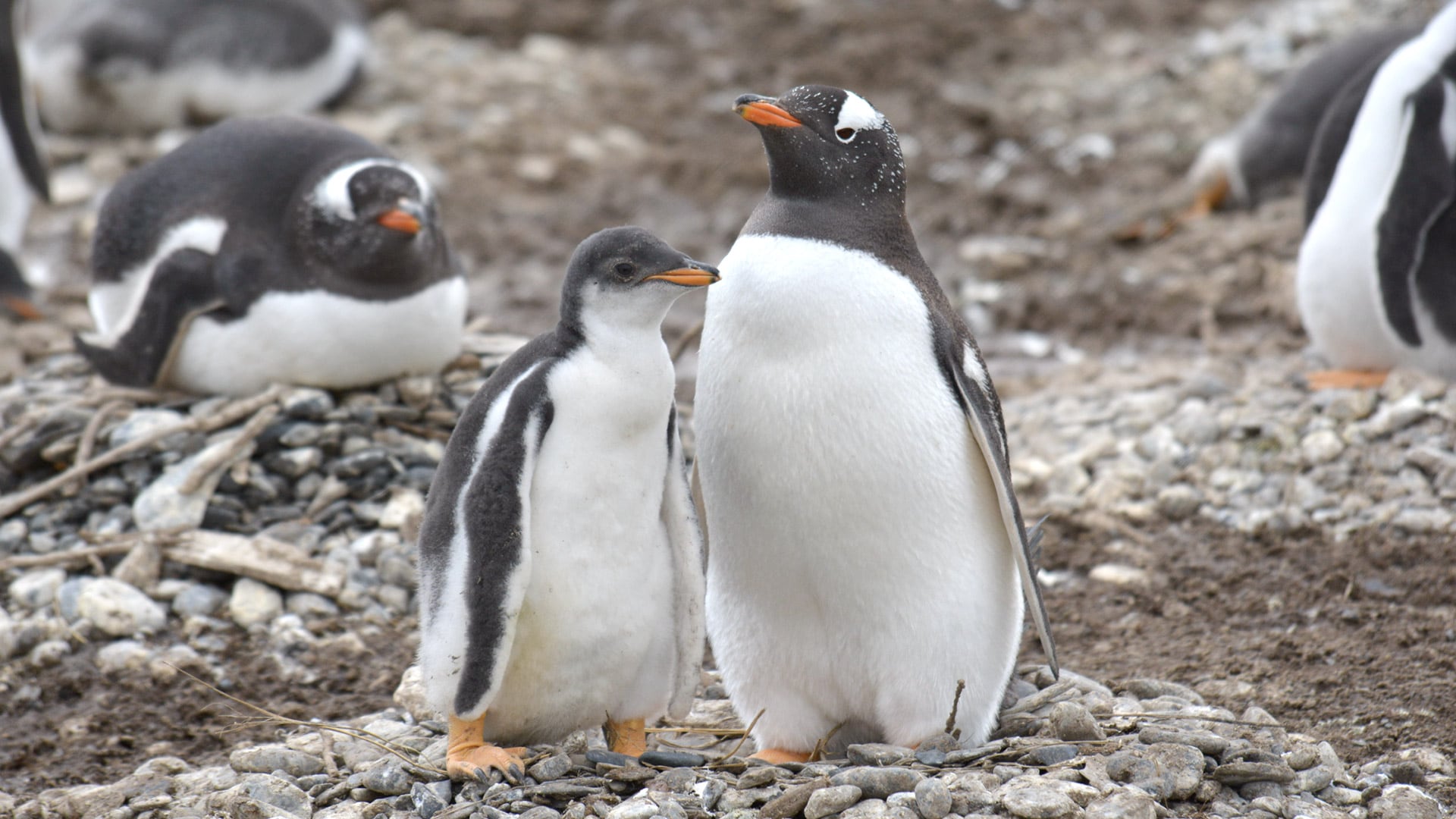 El pingüino papúa, conocido también como juanito o de vincha, destaca por su característica franja blanca y pico anaranjado-rojizo/ Sandra Harris (CONICET/WCS Argentina)