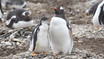 Alertan que los pingüinos papúa de Tierra del Fuego están en riesgo por el aumento de temperaturas