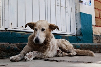La iniciativa también busca enviar un mensaje claro a la sociedad sobre la importancia del respeto y protección hacia los animales (FOTO: Criterio HN)