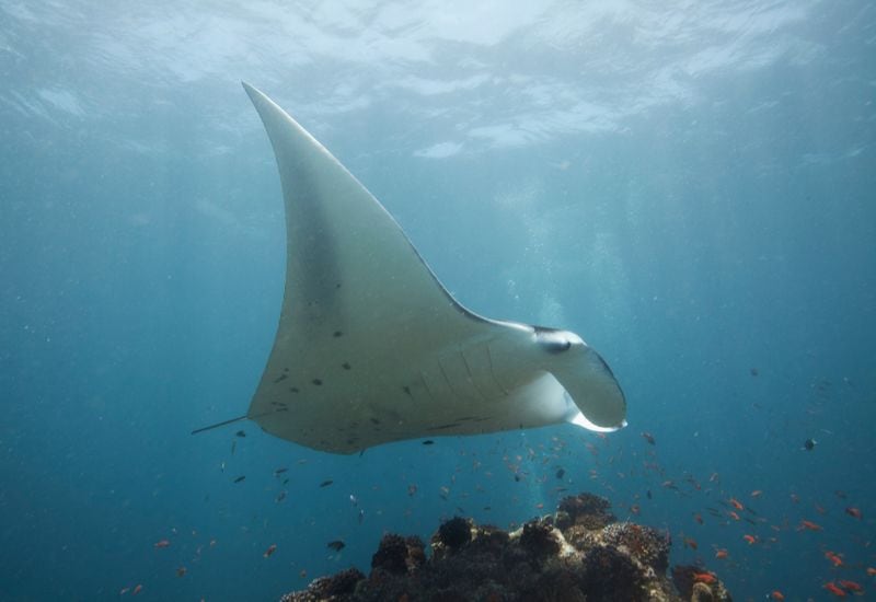 Jeremy Bain fue apuñalado por una raya durante un entrenamiento de surf lifesaving en Waikanae Beach, Nueva Zelanda, el 30 de diciembre (REUTERS/David Loh)