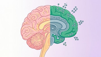 La transición menopáusica modifica la densidad de receptores de estrógeno en el cerebro