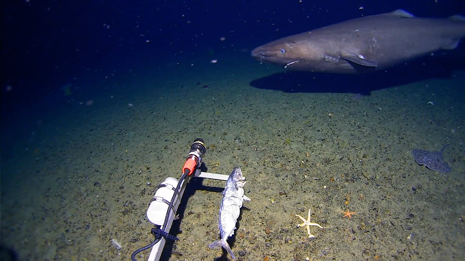 Primer registro de un tiburón dormilón en aguas antárticas, documentado a 500 metros de profundidad por una cámara sumergida