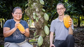Cacao peruano conquista Canadá: apuestan en Montreal solo por variedades nativas
