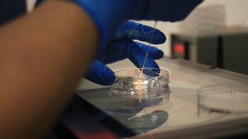 Investigadores piden armonizar en Europa