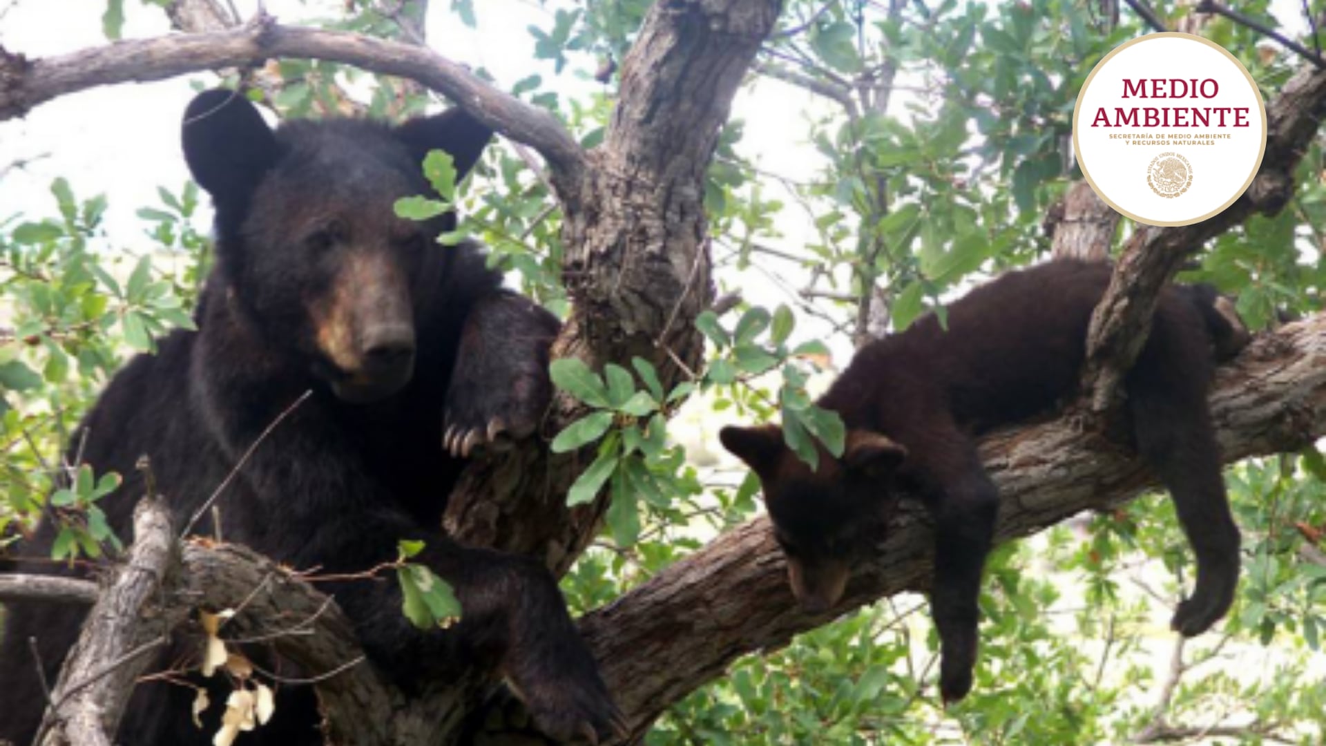 El oso negro americano es la única especie ursus que habita en México, y se encuentra en la región norte del país, principalmente en los estados de Coahuila, Nuevo León, Chihuahua, Sonora y Tamaulipas. (Imagen Ilustrativa)