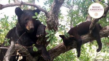Semarnat busca proteger al oso